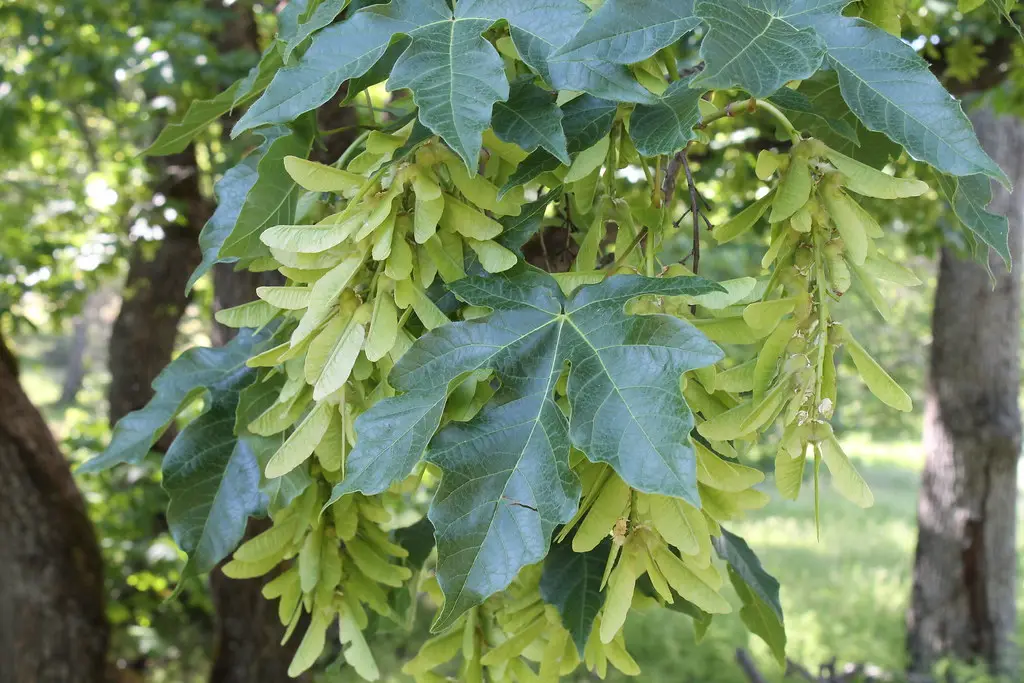 Big Leaf Maple Acer macrophyllum