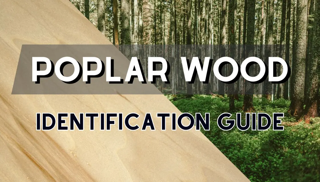 Poplar wood