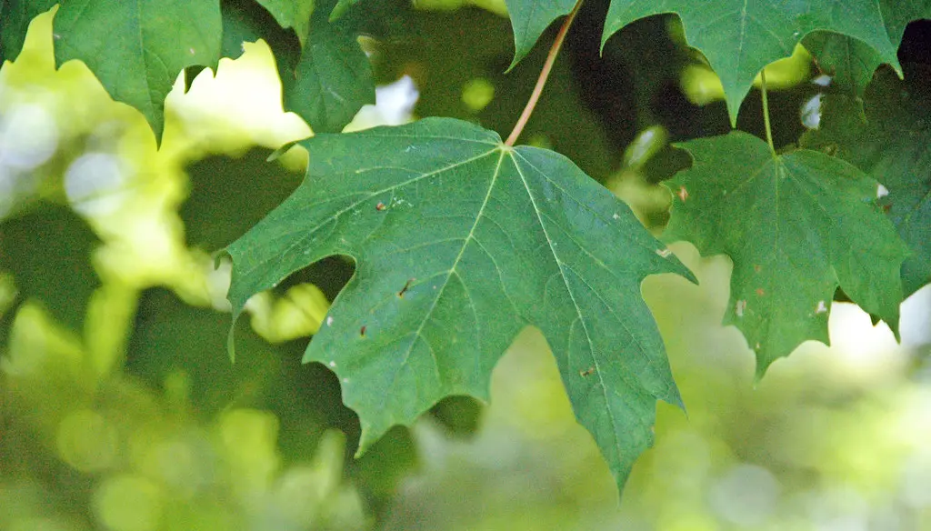 Sugar Maple