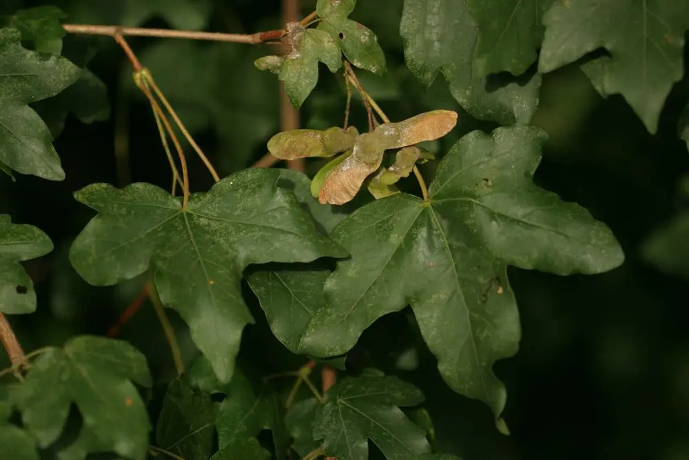 The Hedge Maple Acer campestre