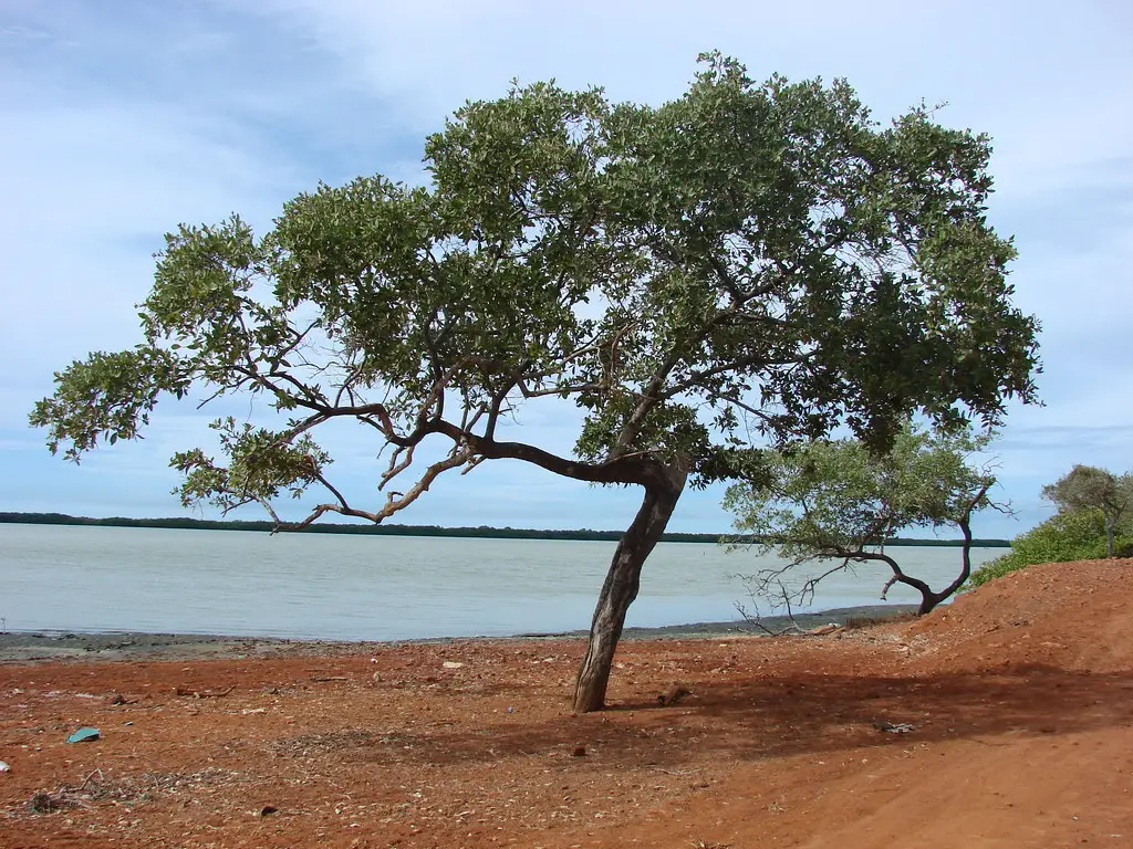 The Lignum Vitae Tree