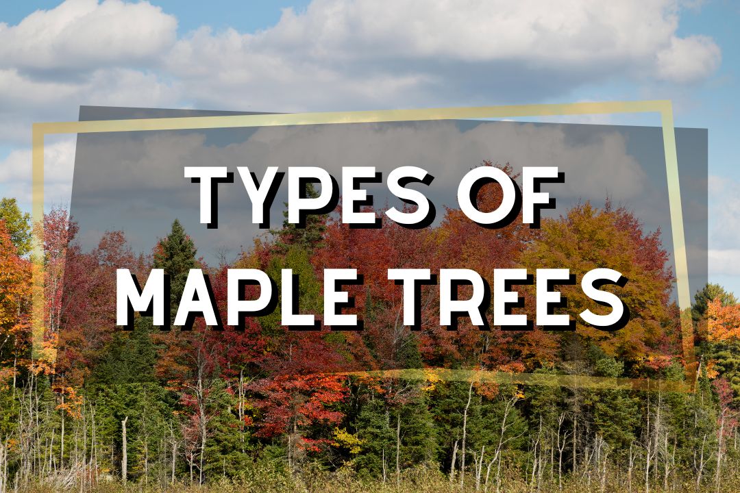 Types of Maple Trees 1