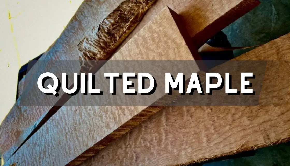 What is Quilted Maple wood