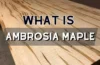 what is ambrosia maple wood