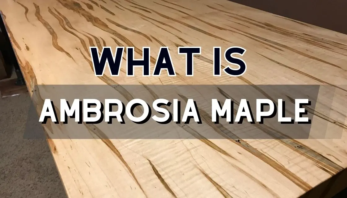 what is ambrosia maple wood