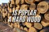 is poplar a hardwood