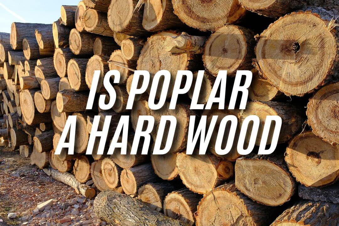 is poplar a hardwood