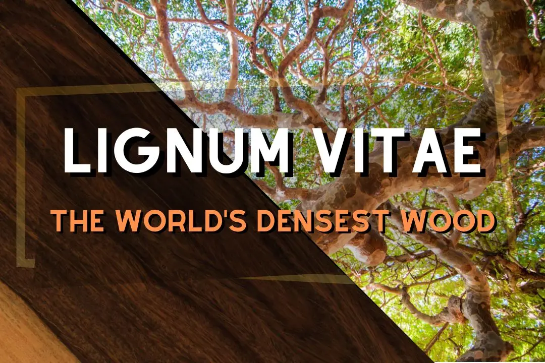 lignum vitae