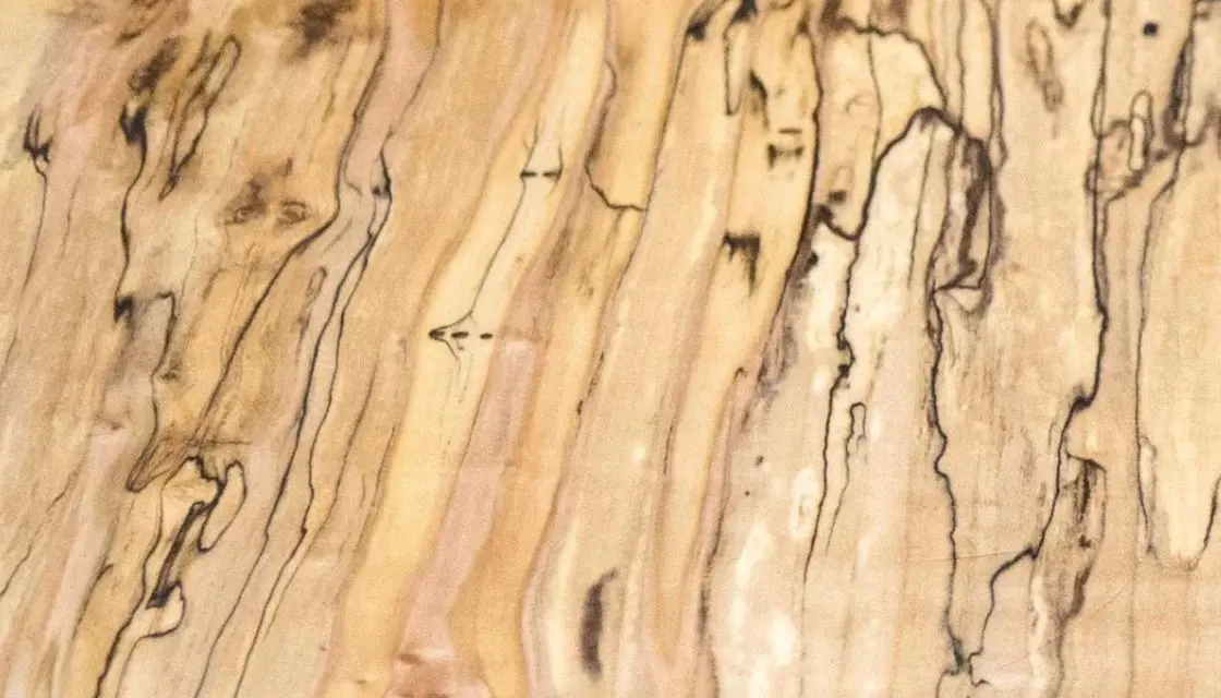 spalted maple