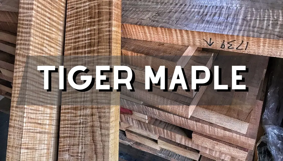 what is tiger maple wood