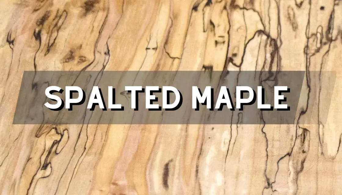 what is spalted maple wood