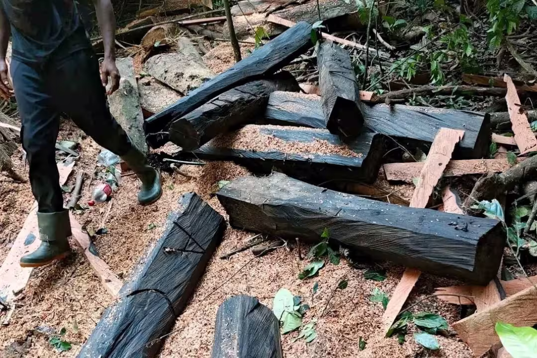 The most expensive wood African Blackwood