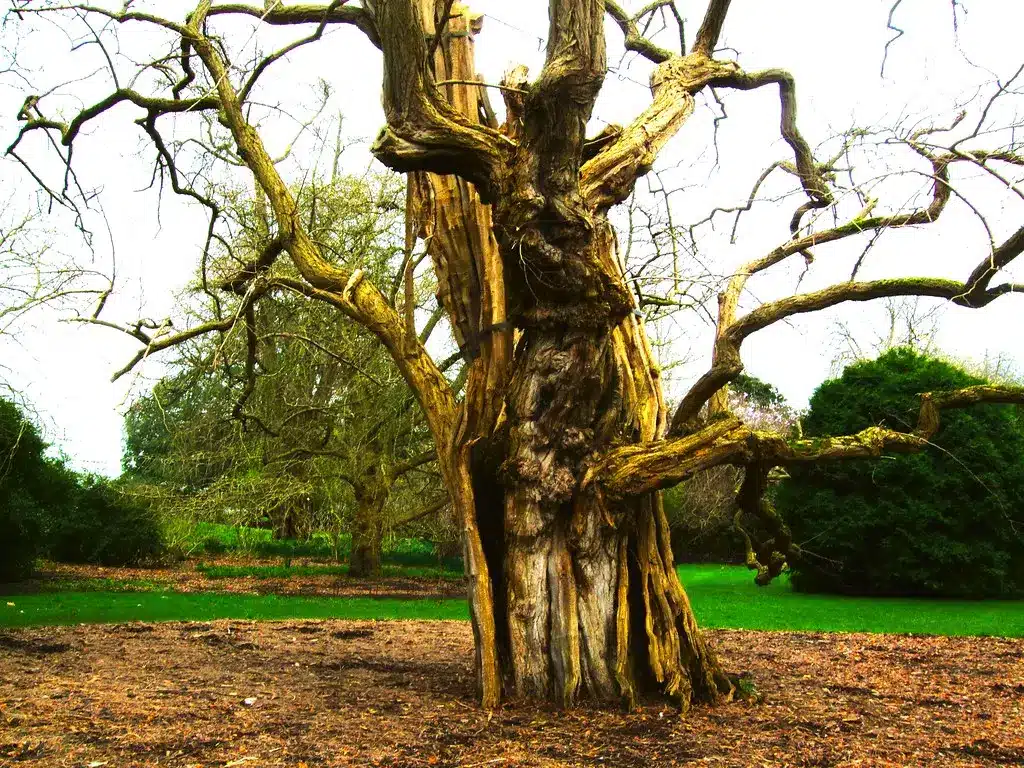 Black Locust tree