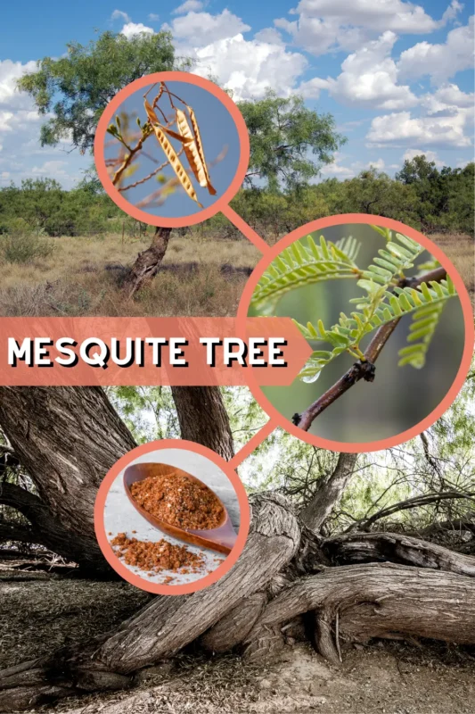 What Does a Mesquite Tree Look Like?