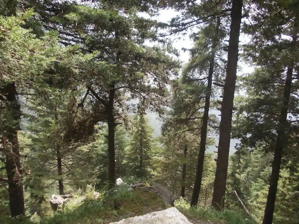 Deodar cedar trees in Mussoorie 69482