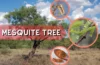 Mesquite Tree