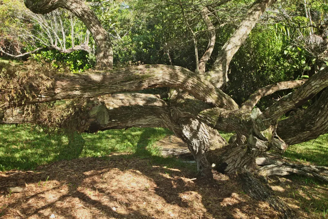 Mesquite Tree 2