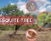 Mesquite Tree