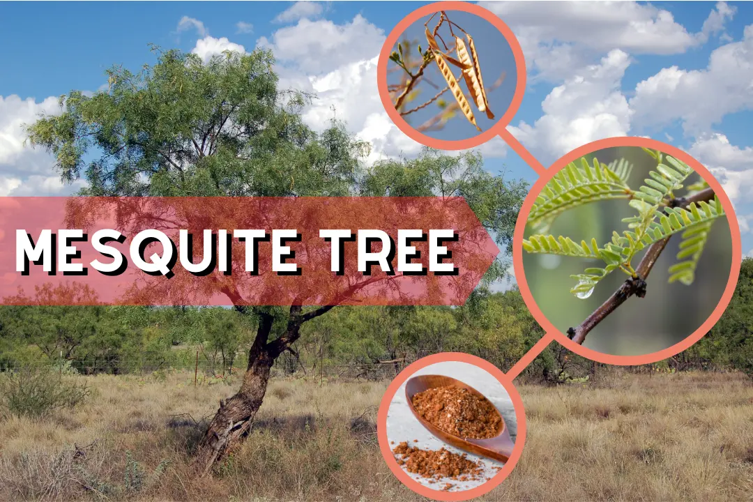 Mesquite Tree