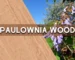 Paulownia wood