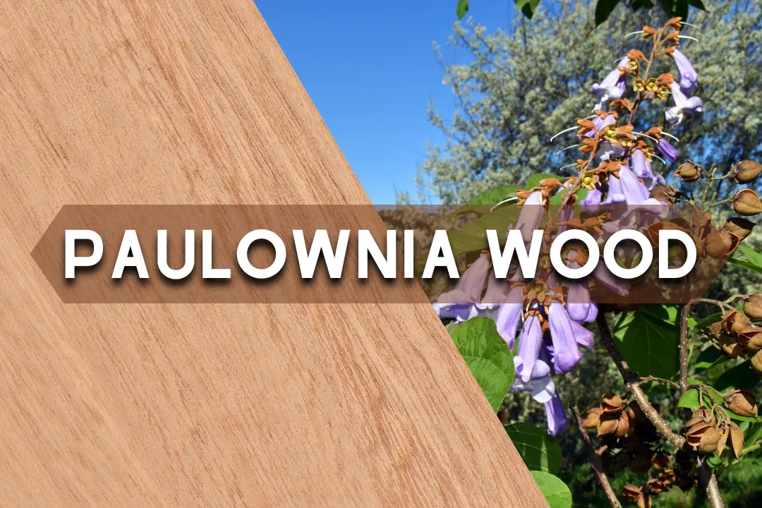 Paulownia wood