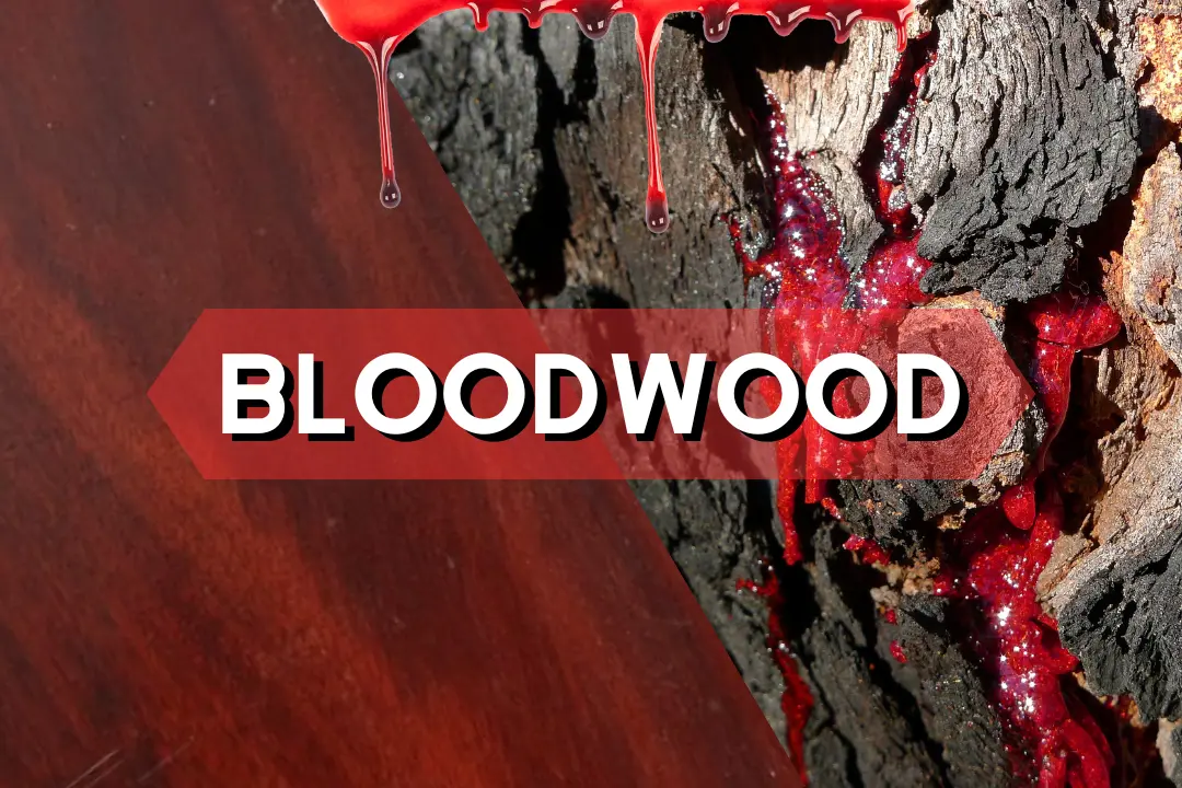 bloodwood