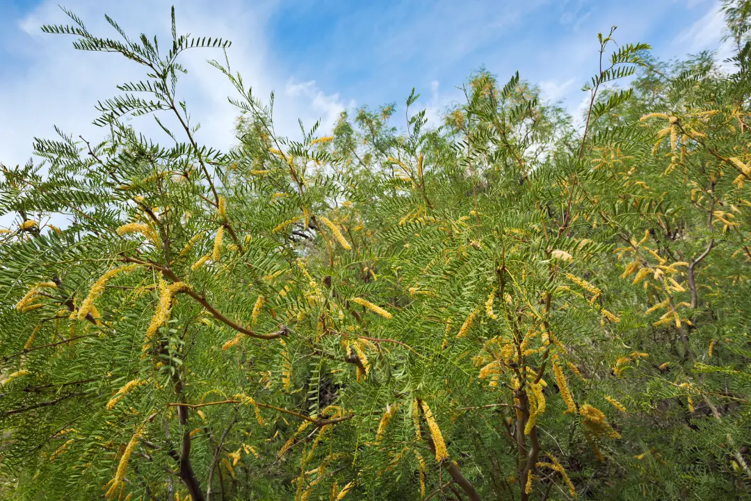 honey mesquite tree