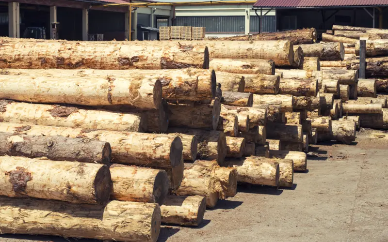 meranti lumber