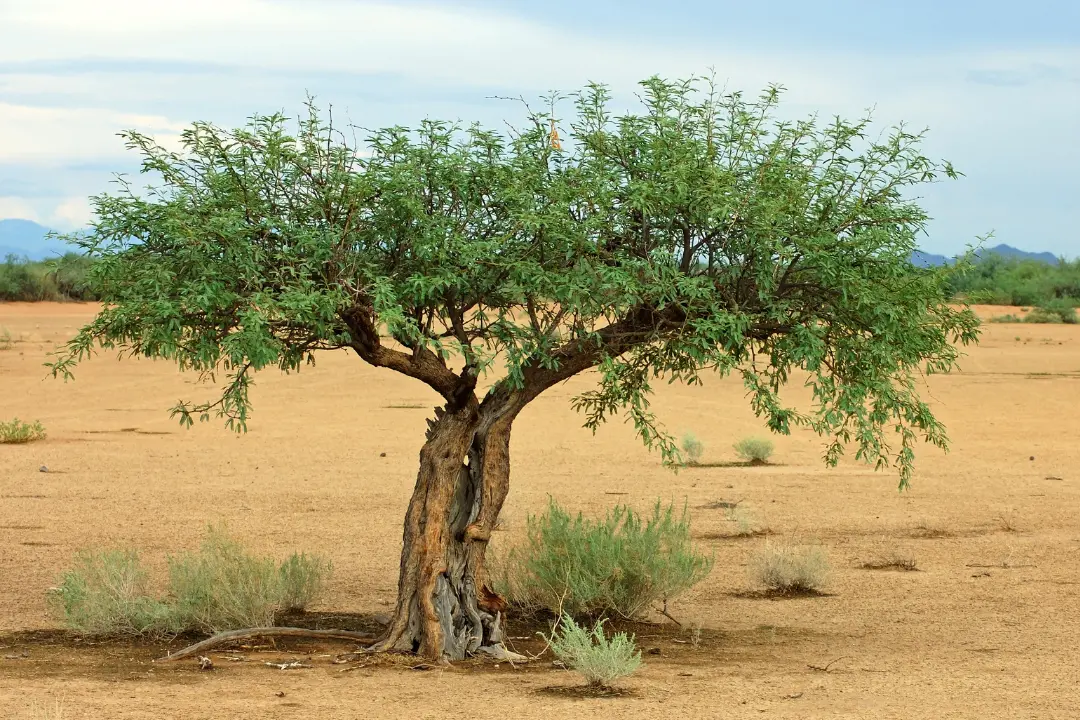 texas mesquite tree