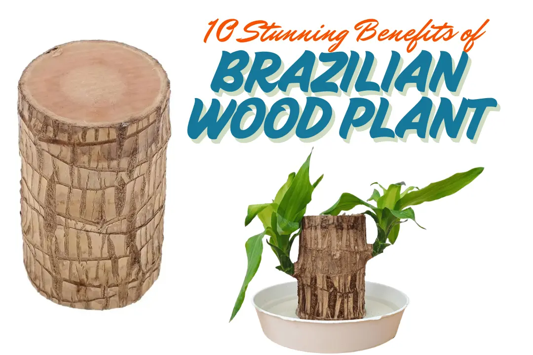 Brazilian Wood Plant