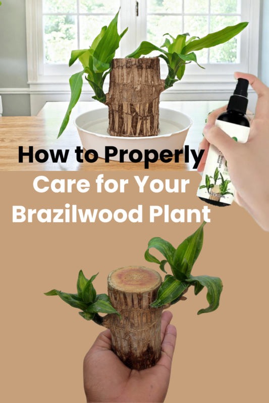 Brazilian Wood Plant