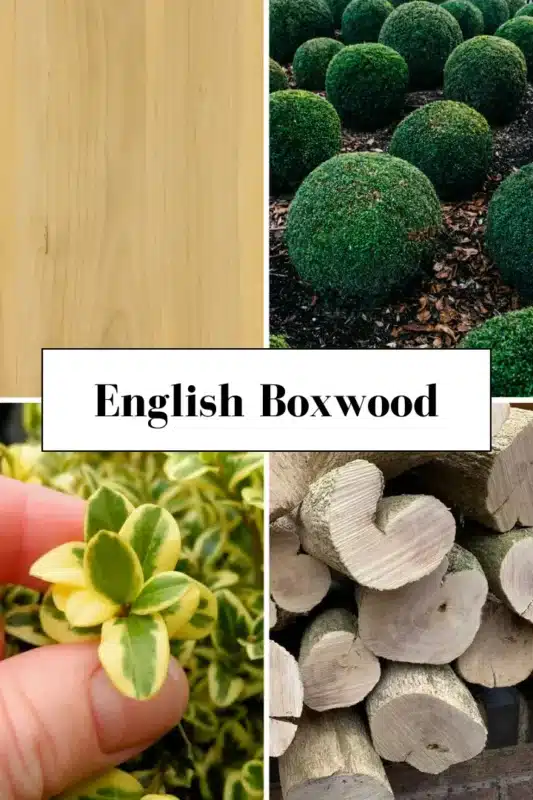 English Boxwood 1