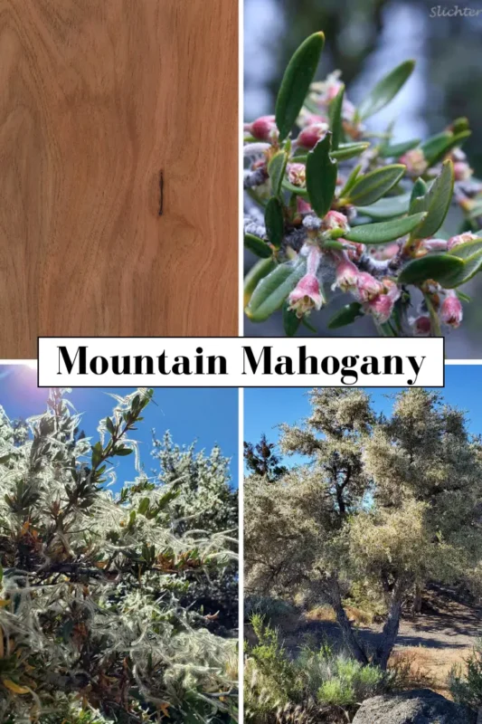 Images of Mountain Mahogany plant