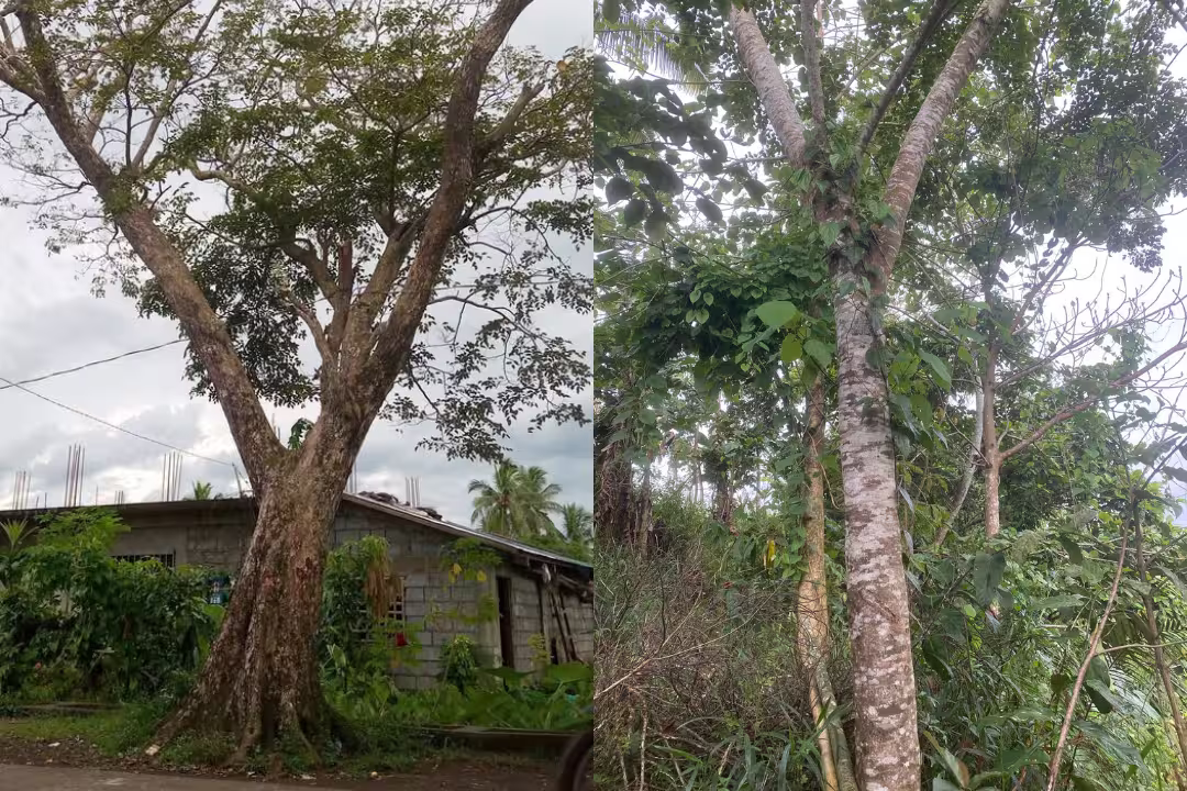 Two Narra trees near a building.