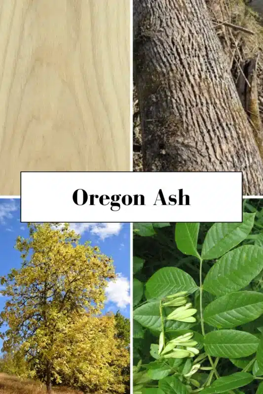 Oregon Ash 1