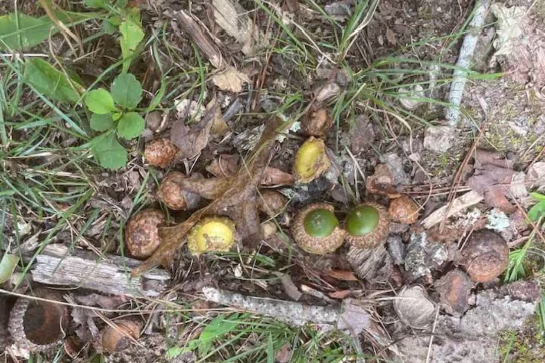 Scarlet oak Acorns