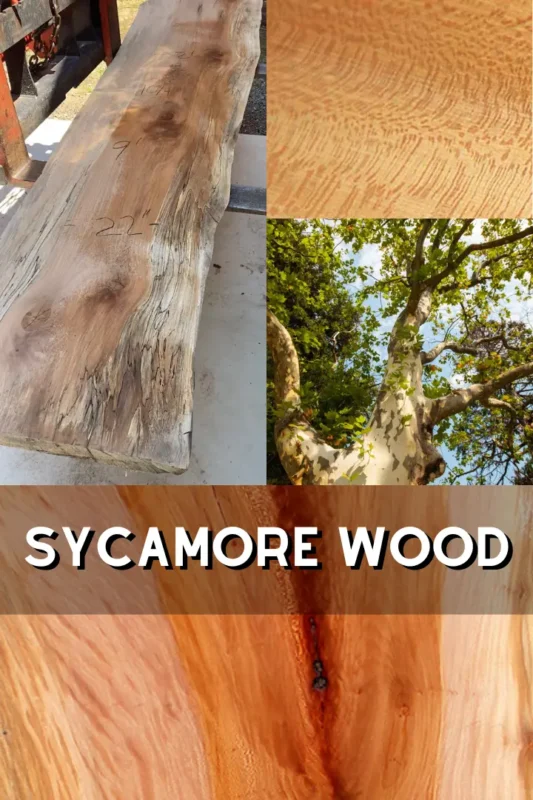 Sycamore Wood 1