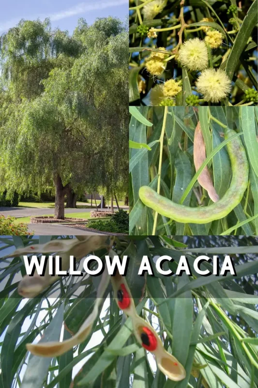Willow Acacia 1