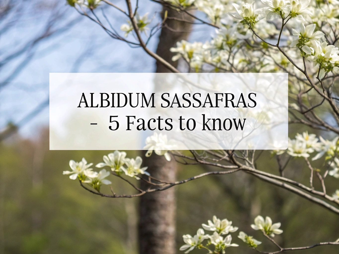 albidum sassafras