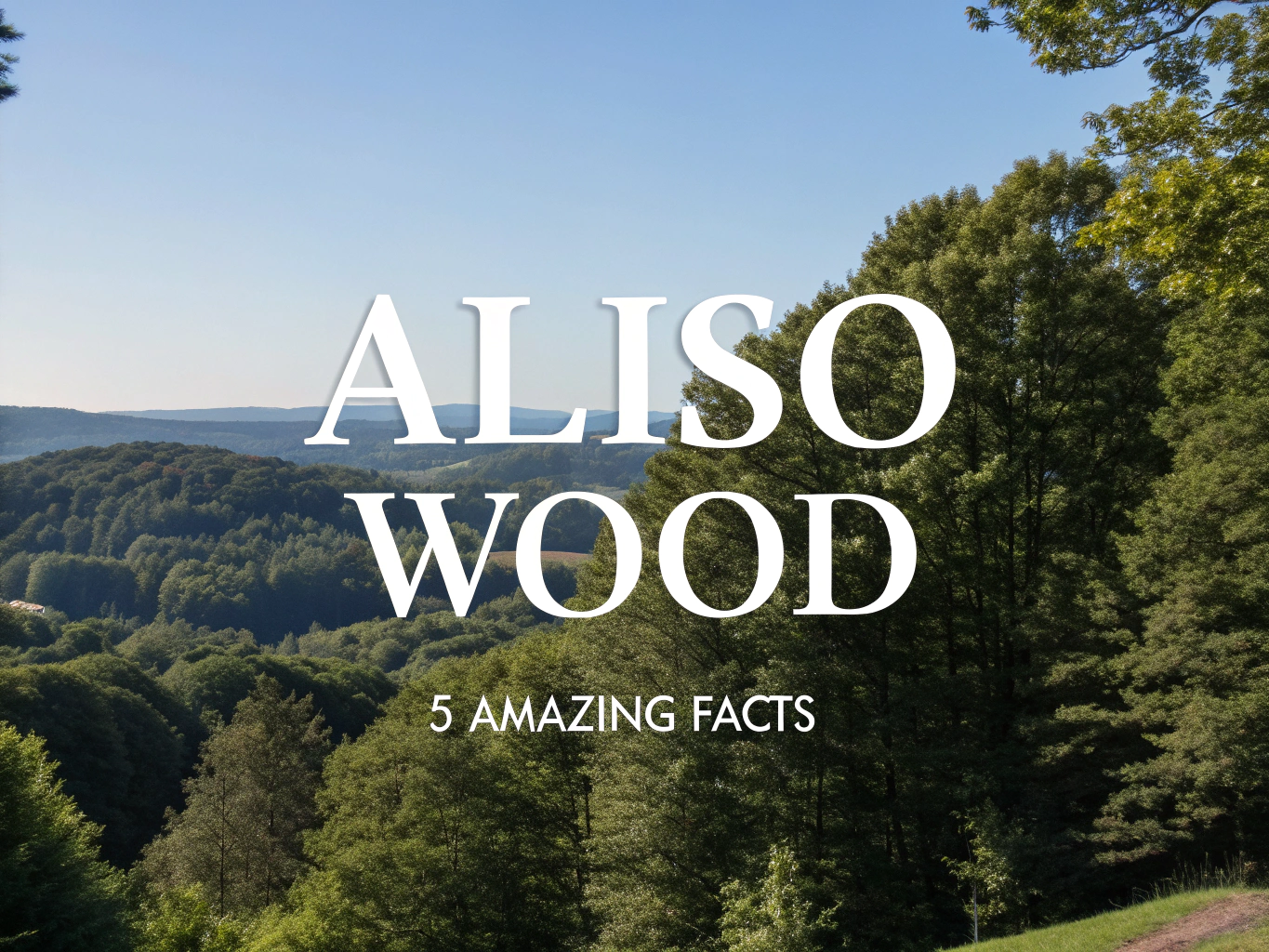aliso wood