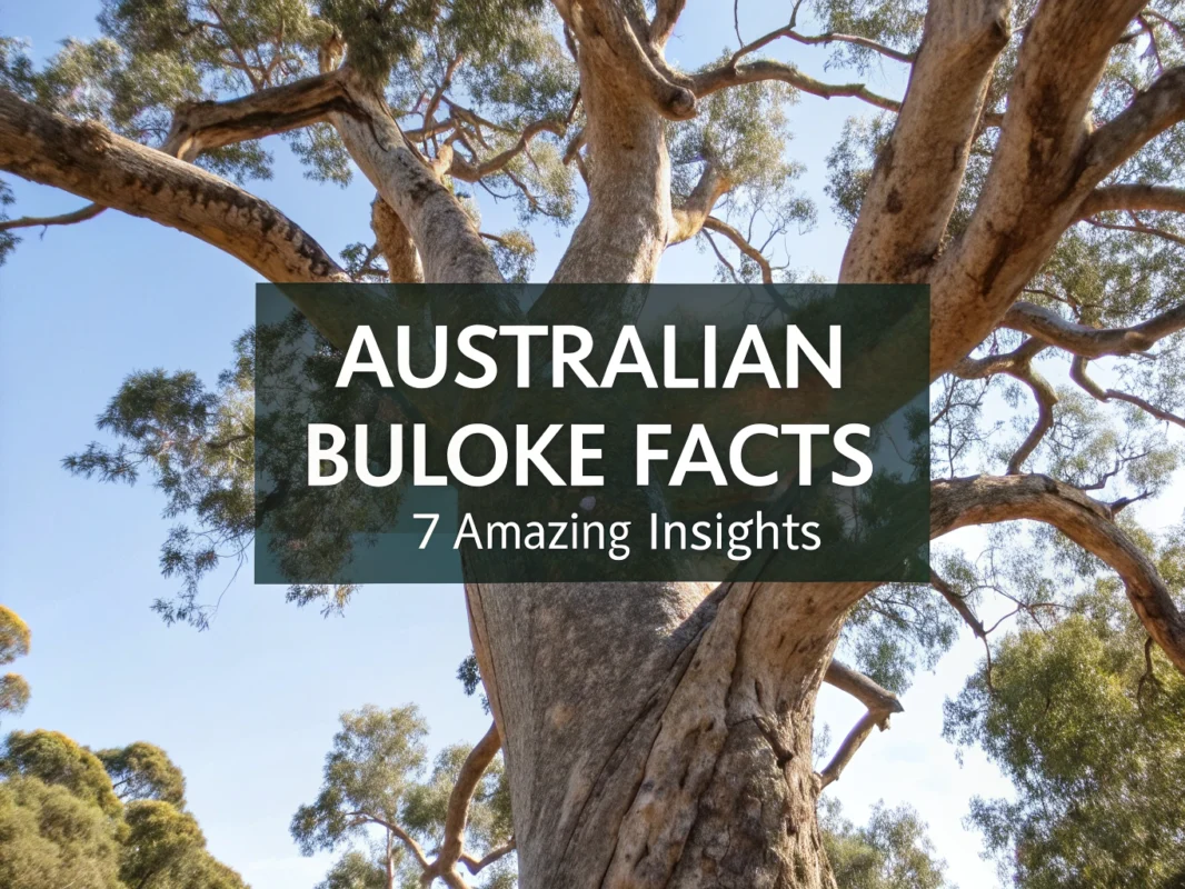australian buloke