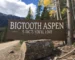 bigtooth aspen