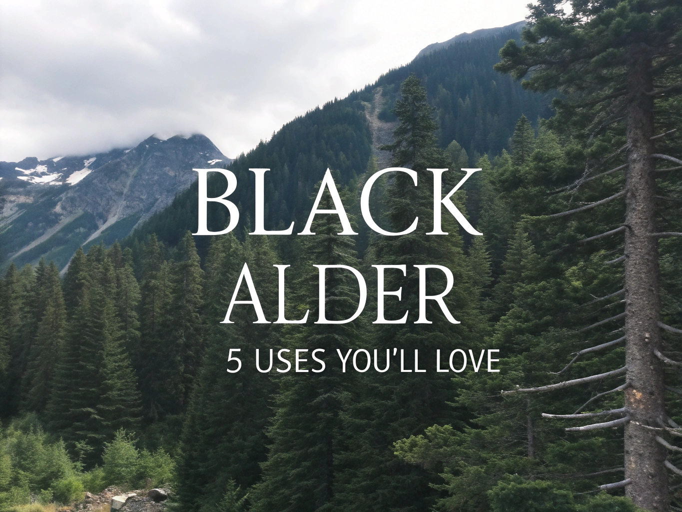 black alder