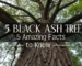 black ash tree