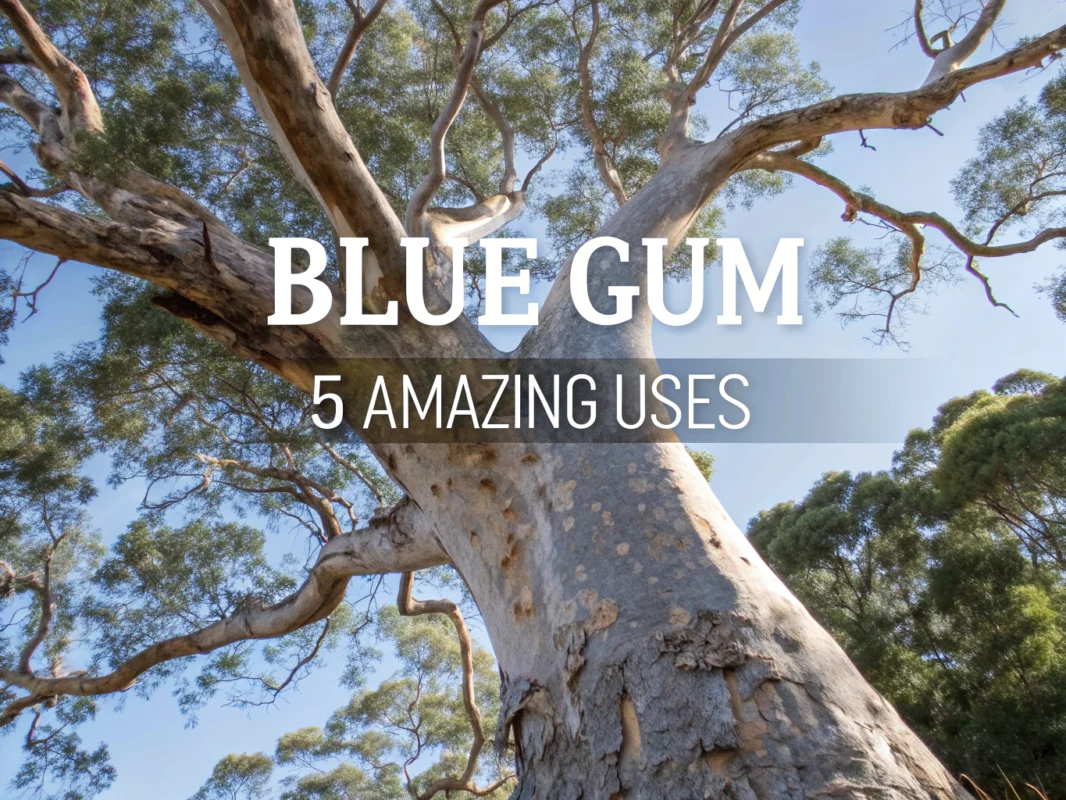 blue gum