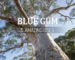 blue gum