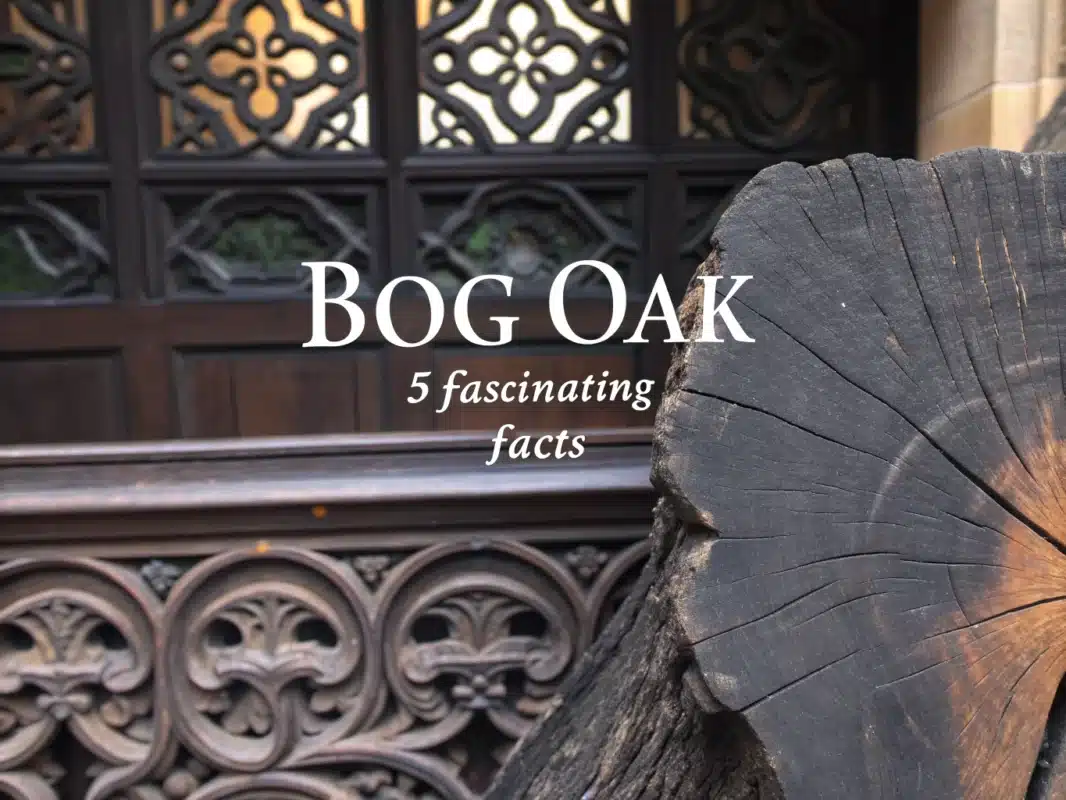 bog oak