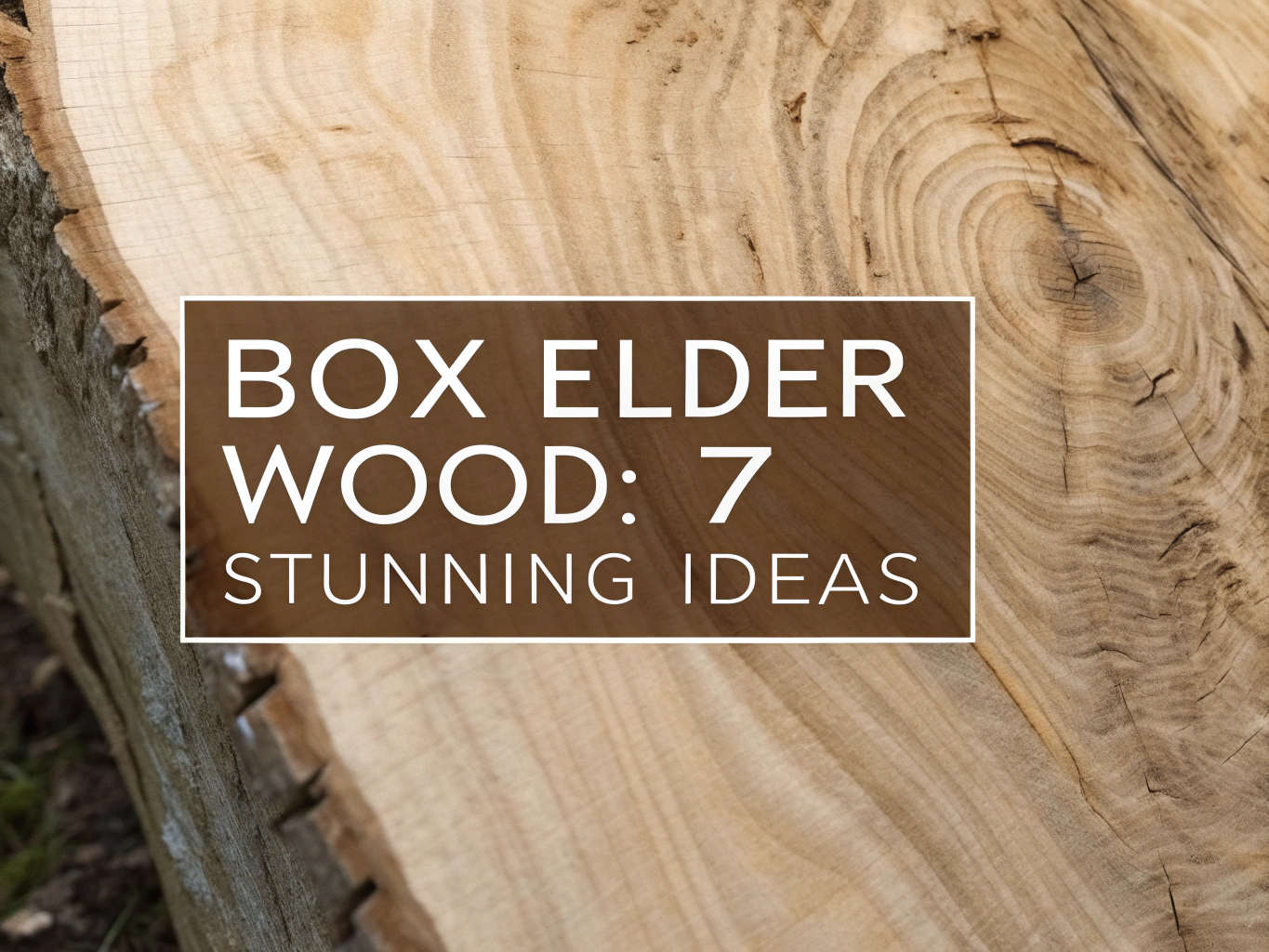 box elder wood