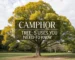camphor tree