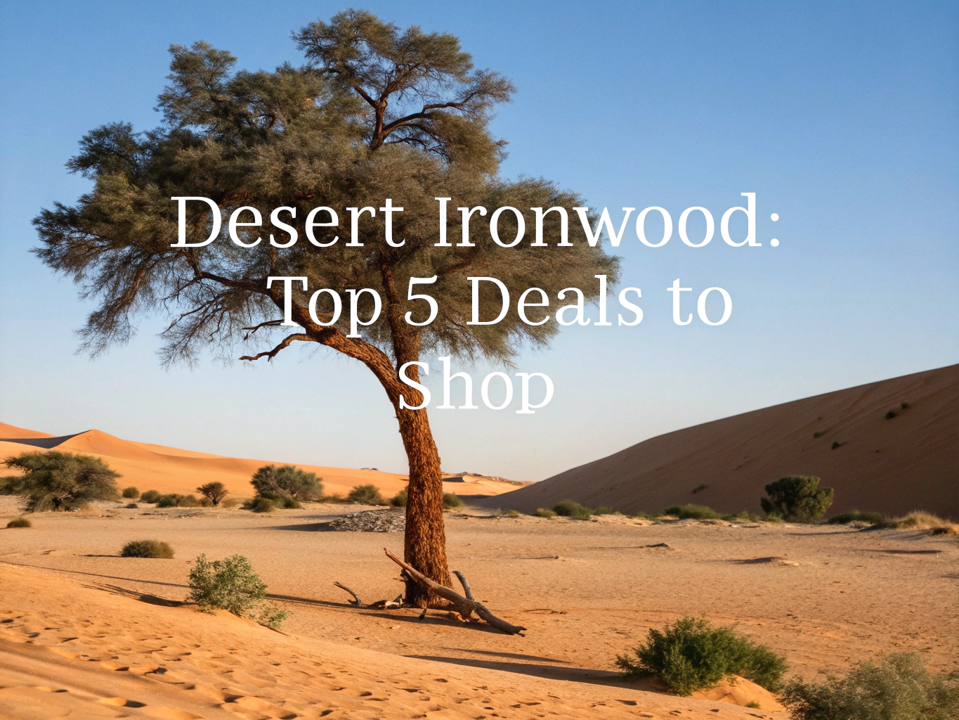 desert ironwood